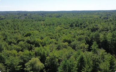 Aerial view of green forest