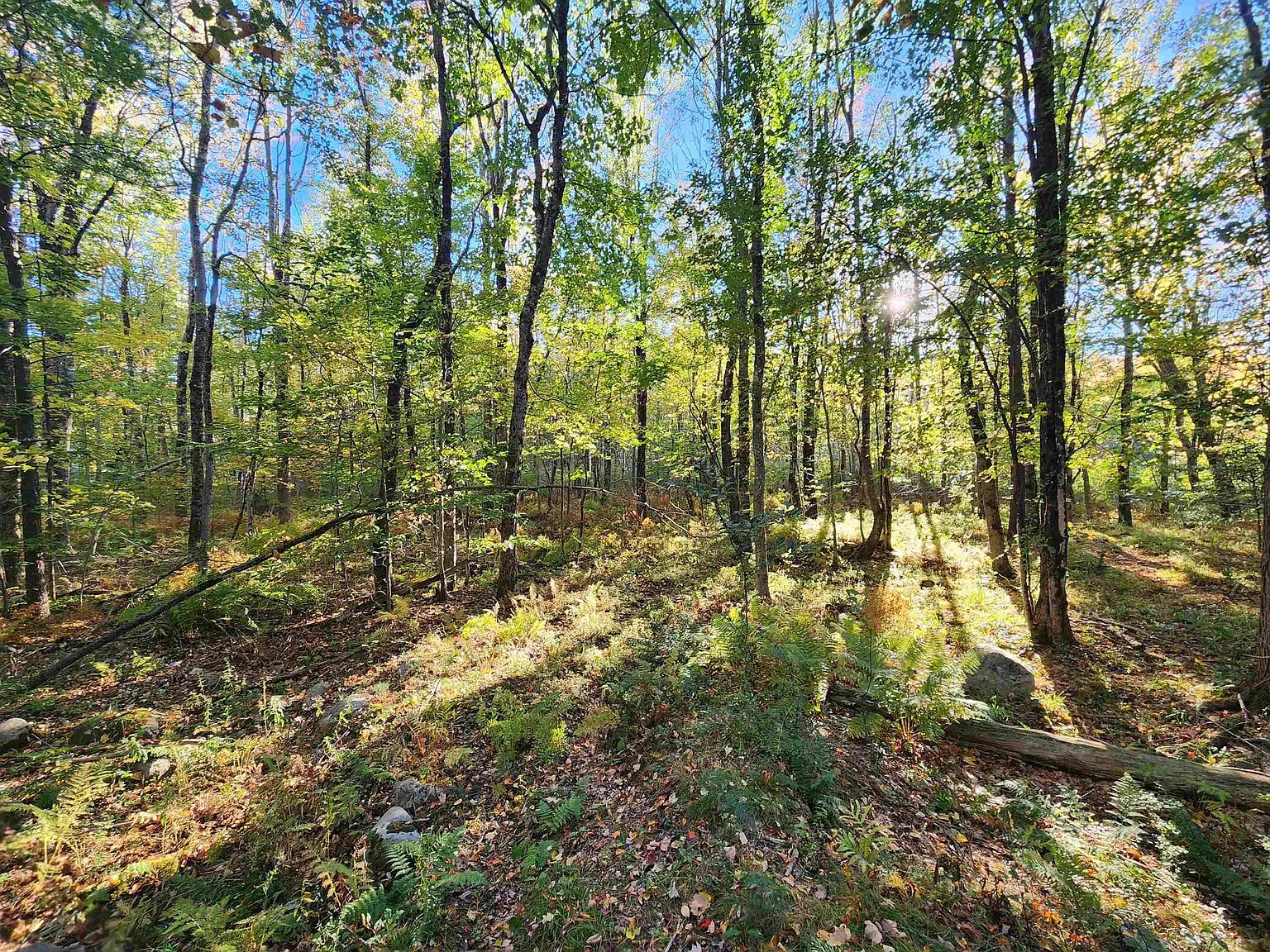 Sunlit woods with ferns and a fallen log