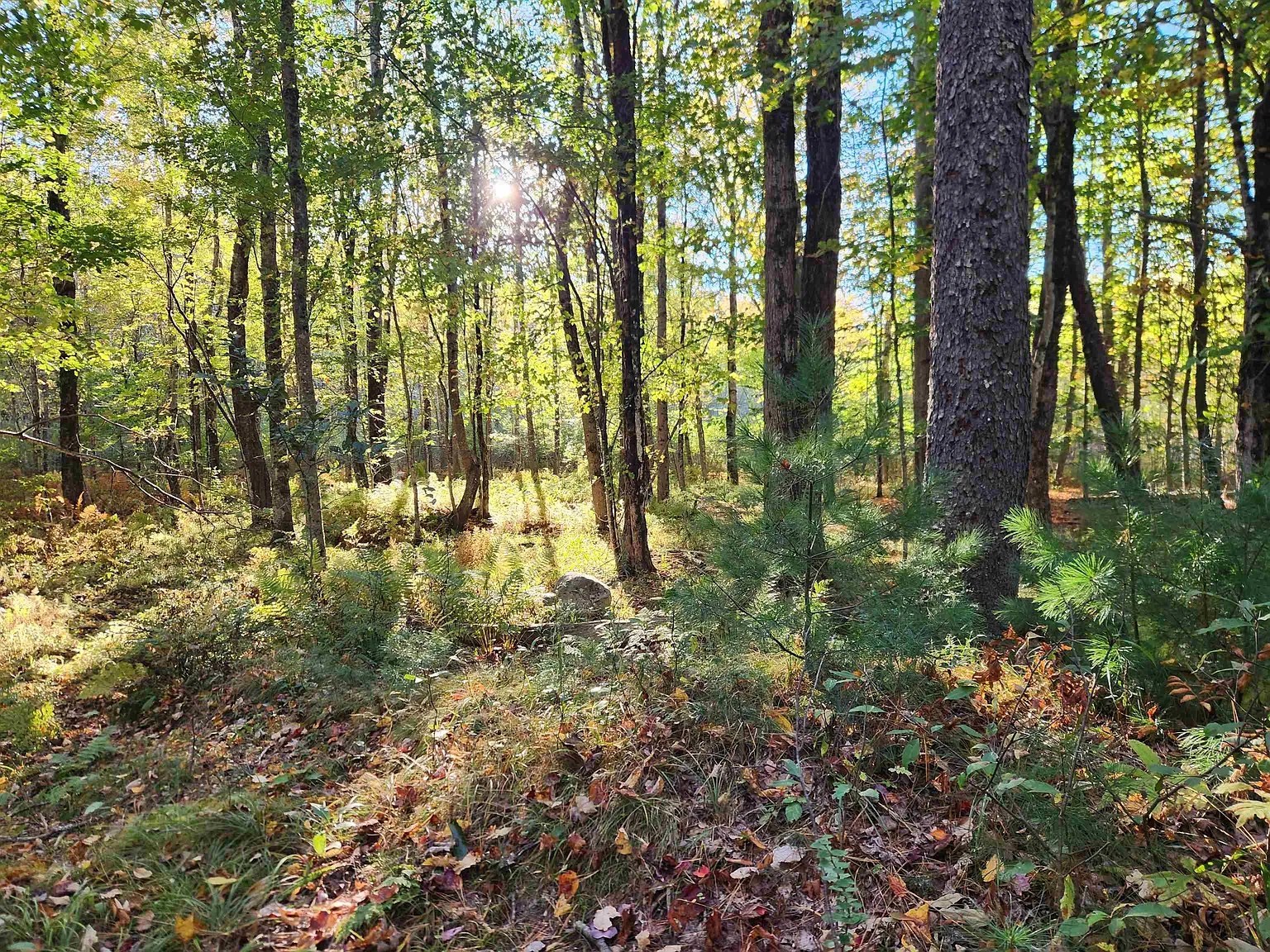 Sunlit mixed woods with a young pine and a large pine trunk