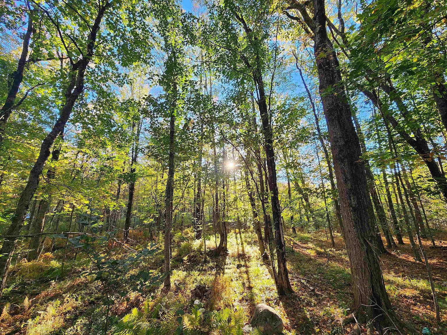 Tall hardwoods with sun coming through the leaves