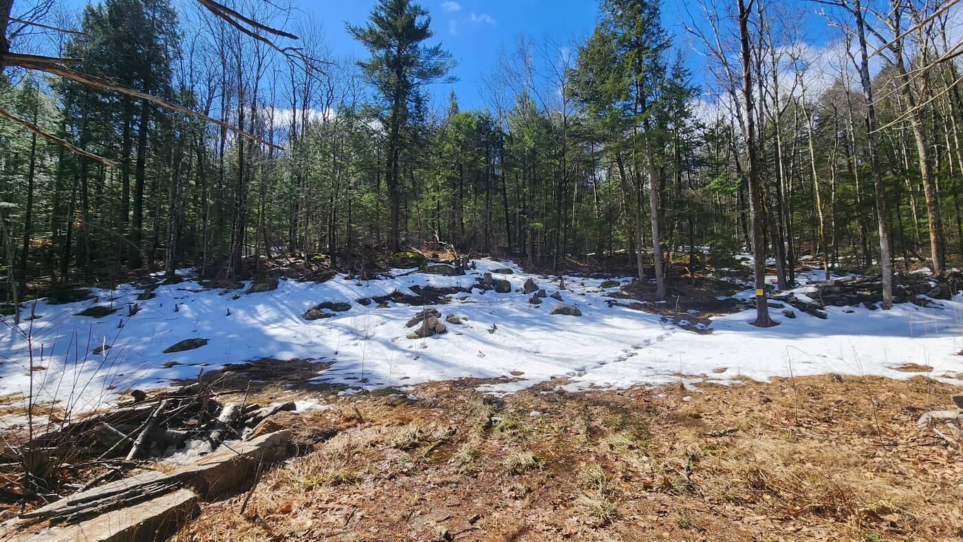 Cleared area near the road, with wooded land beyond