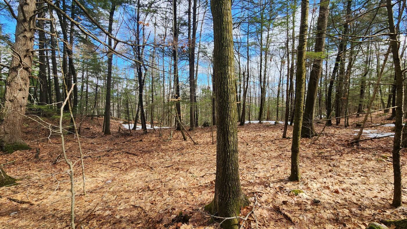 Gently sloping wooded land