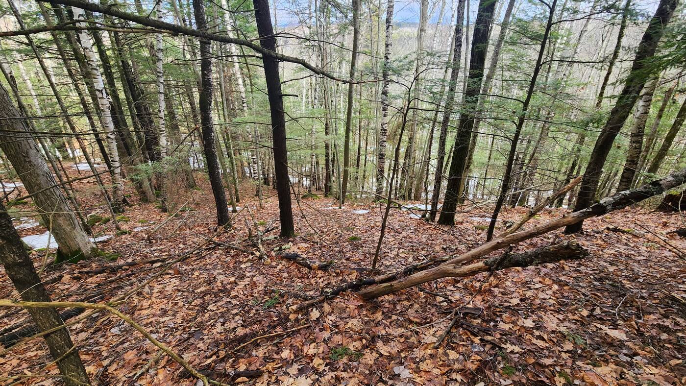 Wooded hillside covered in leaves