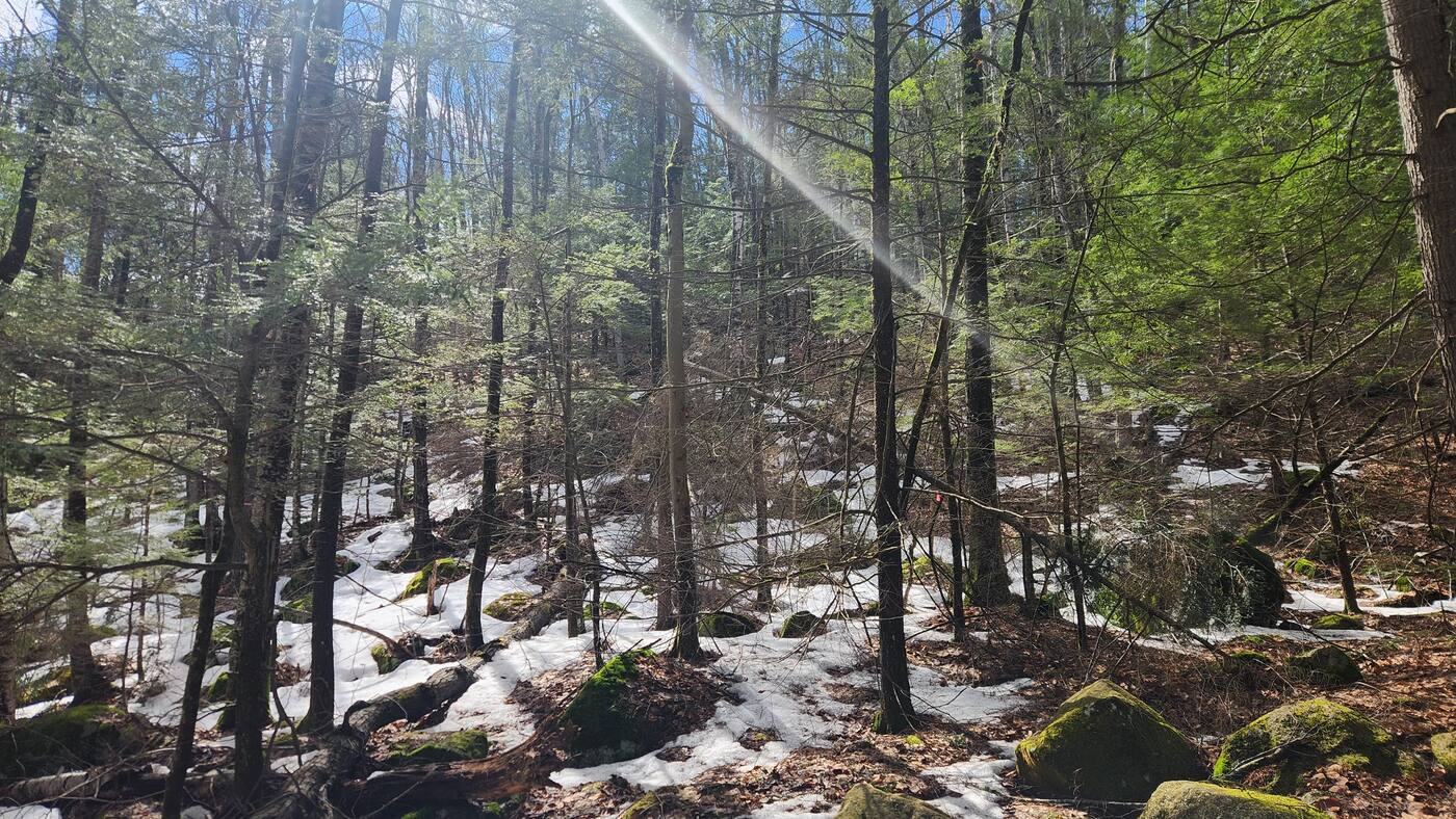 Mature trees and stone outcrops