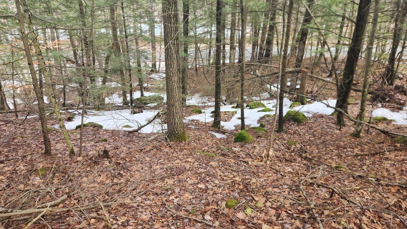Wooded land in early spring